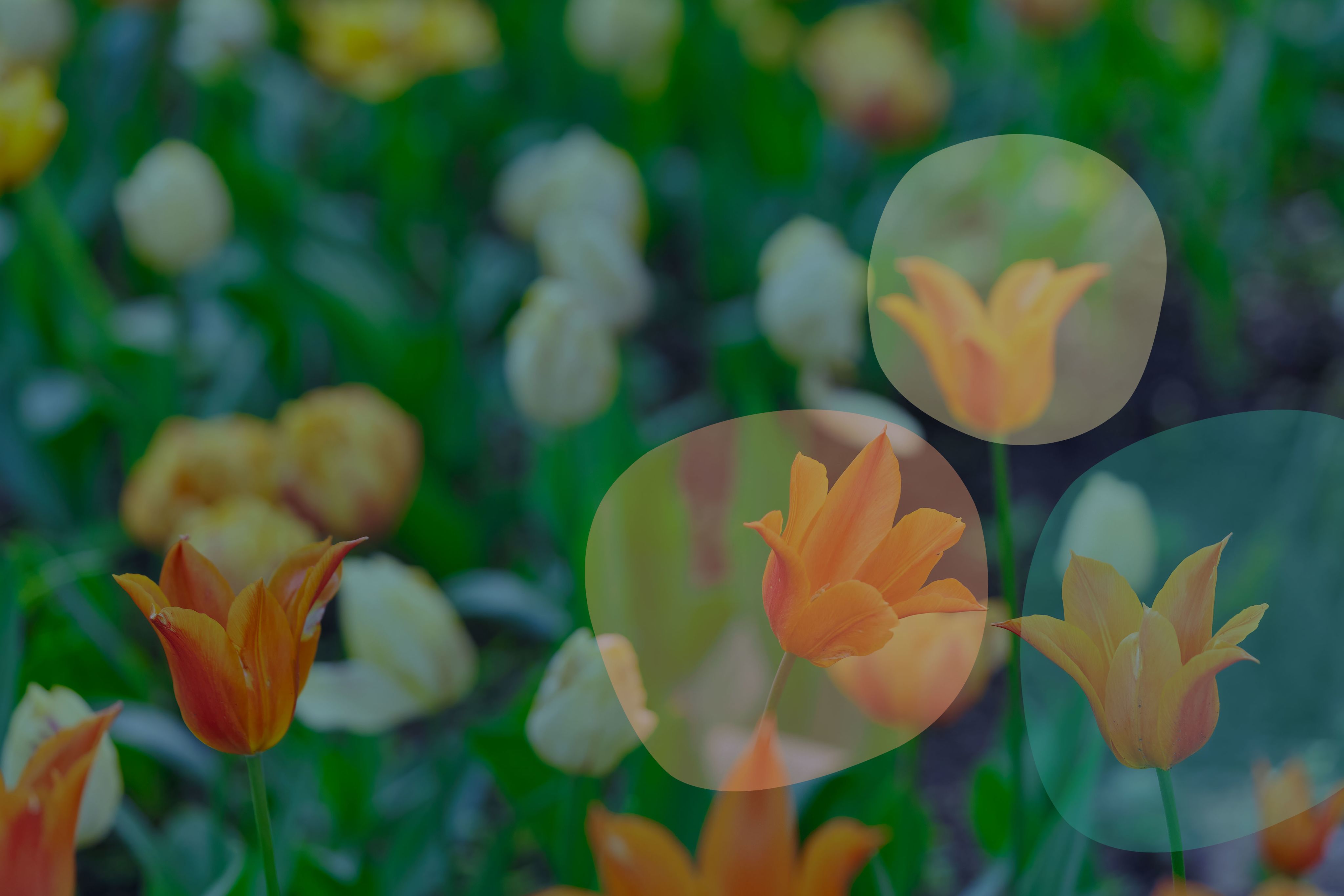 background image of orange tulips with the RNE logo superimposed on top